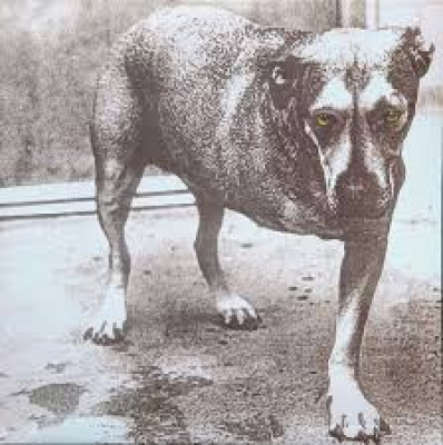 Obrázek pro Alice In Chains - Alice In Chains (2LP Color)