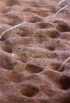 Obrázek pro Jakalová Zuzana,Janečková Hana - Multilogues on the Now: O žlázách, membránách a dutinách